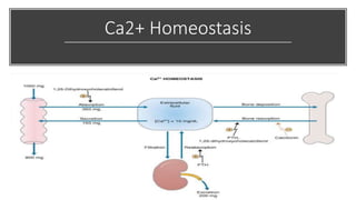 Ca2+ Homeostasis
 