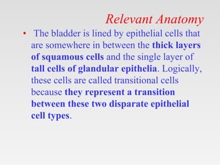 Ca. Bladder.pptx