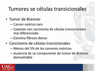 Tumores se células transicionales
• Tumor de Brenner
– Cancer ovárico raro
– Coexiste con carcinoma de células transicionales
mal diferenciado
– Estroma fibroso denso
• Carcinoma de células transicionales
– Menos del 5% de los canceres ováricos
– Ausencia de un componente de tumor de Brenner
demostrable
 