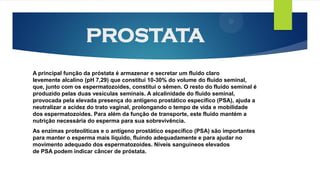 PROSTATA
A principal função da próstata é armazenar e secretar um fluido claro
levemente alcalino (pH 7,29) que constitui 10-30% do volume do fluido seminal,
que, junto com os espermatozoides, constitui o sêmen. O resto do fluido seminal é
produzido pelas duas vesículas seminais. A alcalinidade do fluido seminal,
provocada pela elevada presença do antígeno prostático específico (PSA), ajuda a
neutralizar a acidez do trato vaginal, prolongando o tempo de vida e mobilidade
dos espermatozoides. Para além da função de transporte, este fluído mantém a
nutrição necessária do esperma para sua sobrevivência.
As enzimas proteolíticas e o antígeno prostático específico (PSA) são importantes
para manter o esperma mais líquido, fluindo adequadamente e para ajudar no
movimento adequado dos espermatozoides. Níveis sanguíneos elevados
de PSA podem indicar câncer de próstata.
 