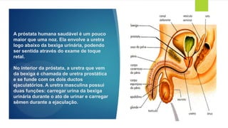 A próstata humana saudável é um pouco
maior que uma noz. Ela envolve a uretra
logo abaixo da bexiga urinária, podendo
ser sentida através do exame de toque
retal.
No interior da próstata, a uretra que vem
da bexiga é chamada de uretra prostática
e se funde com os dois ductos
ejaculatórios. A uretra masculina possui
duas funções: carregar urina da bexiga
urinária durante o ato de urinar e carregar
sêmen durante a ejaculação.
 