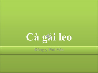 Cà gai leo
Đông y Phú Vân
 