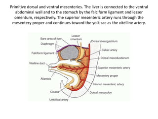 Primitive dorsal and ventral mesenteries. The liver is connected to the ventral 
abdominal wall and to the stomach by the falciform ligament and lesser 
omentum, respectively. The superior mesenteric artery runs through the 
mesentery proper and continues toward the yolk sac as the vitelline artery. 
 