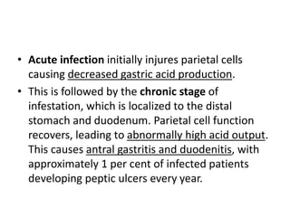 • Acute infection initially injures parietal cells 
causing decreased gastric acid production. 
• This is followed by the chronic stage of 
infestation, which is localized to the distal 
stomach and duodenum. Parietal cell function 
recovers, leading to abnormally high acid output. 
This causes antral gastritis and duodenitis, with 
approximately 1 per cent of infected patients 
developing peptic ulcers every year. 
 