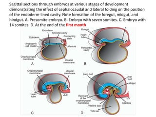Sagittal sections through embryos at various stages of development 
demonstrating the effect of cephalocaudal and lateral folding on the position 
of the endoderm-lined cavity. Note formation of the foregut, midgut, and 
hindgut. A. Presomite embryo. B. Embryo with seven somites. C. Embryo with 
14 somites. D. At the end of the first month 
 