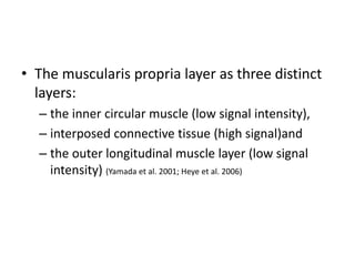 • The muscularis propria layer as three distinct 
layers: 
– the inner circular muscle (low signal intensity), 
– interposed connective tissue (high signal)and 
– the outer longitudinal muscle layer (low signal 
intensity) (Yamada et al. 2001; Heye et al. 2006) 
 