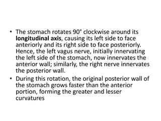 • The stomach rotates 90° clockwise around its 
longitudinal axis, causing its left side to face 
anteriorly and its right side to face posteriorly. 
Hence, the left vagus nerve, initially innervating 
the left side of the stomach, now innervates the 
anterior wall; similarly, the right nerve innervates 
the posterior wall. 
• During this rotation, the original posterior wall of 
the stomach grows faster than the anterior 
portion, forming the greater and lesser 
curvatures 
 