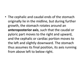 • The cephalic and caudal ends of the stomach 
originally lie in the midline, but during further 
growth, the stomach rotates around an 
anteroposterior axis, such that the caudal or 
pyloric part moves to the right and upward, 
and the cephalic or cardiac portion moves to 
the left and slightly downward. The stomach 
thus assumes its final position, its axis running 
from above left to below right. 
 