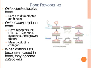Calcium and Phosphorus metabolism and osteoporosis | PPT