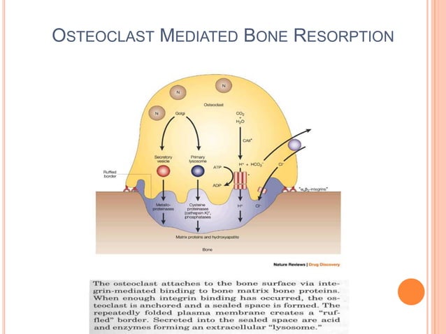 Calcium and Phosphorus metabolism and osteoporosis | PPT