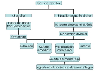 Unidad bacilar > 3 bacilos 1-3 bacilos (susp. En el aire) 1/3 parte alcanza el alvéolo Macrófago alveolar Latente Multiplicación  intracelular Muerte  inmediata Exhalada Pared del árbol traqueobronquial Orofaringe Muerte del macrófago Ingestión del bacilo por otros macrófagos 