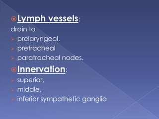 Lymph vessels: drain to prelaryngeal, 