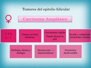 Tumores del epitelio folicular
Carcinoma Anaplásico
1- 2 %
6 – 7
Tumor cervical,
doloroso.
Crecimiento rápido
Puede ulcerar la
piel
Invade y comprime
estructuras vecinas
Disfonía, disnea y
disfagia
Destrucción →
hipotiroidismo
Pronóstico
desfavorable
 