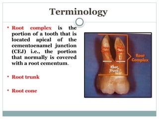 Terminology
 Root complex is the
portion of a tooth that is
located apical of the
cementoenamel junction
(CEJ) i.e., the portion
that normally is covered
with a root cementum.
 Root trunk
 Root cone
 