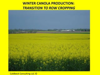 WINTER CANOLA PRODUCTION:
           TRANSITION TO ROW CROPPING




Caldbeck Consulting LLC ©
 