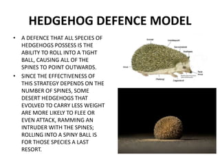 HEDGEHOG DEFENCE MODEL
• A DEFENCE THAT ALL SPECIES OF
HEDGEHOGS POSSESS IS THE
ABILITY TO ROLL INTO A TIGHT
BALL, CAUSING ALL OF THE
SPINES TO POINT OUTWARDS.
• SINCE THE EFFECTIVENESS OF
THIS STRATEGY DEPENDS ON THE
NUMBER OF SPINES, SOME
DESERT HEDGEHOGS THAT
EVOLVED TO CARRY LESS WEIGHT
ARE MORE LIKELY TO FLEE OR
EVEN ATTACK, RAMMING AN
INTRUDER WITH THE SPINES;
ROLLING INTO A SPINY BALL IS
FOR THOSE SPECIES A LAST
RESORT.
 