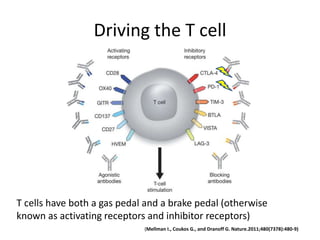 Driving the T cell
T cells have both a gas pedal and a brake pedal (otherwise
known as activating receptors and inhibitor receptors)
(Mellman I., Coukos G., and Dranoff G. Nature.2011;480(7378):480-9)
 