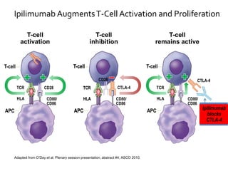 Ipilimumab AugmentsT-Cell Activation and Proliferation
Adapted from O’Day et al. Plenary session presentation, abstract #4, ASCO 2010.
T-cell
APC
TCR
HLA CD80/
CD86
T-cell
inhibition
CTLA-4
CD28
T-cell
APC
TCR
HLA
T-cell
activation
CD28TCR
HLA
T-cell
APC
CD80/
CD86
T-cell
remains active
Ipilimumab
blocks
CTLA-4
T-cell
APC
CTLA-4
CD80/
CD86
TCR
HLA
 