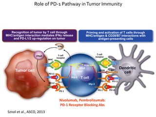 MHC
PD-L1
PD-1 PD-1
PD-1 PD-1
Nivolumab, Pembrolizumab:
PD-1 Receptor Blocking Abs
Recognition of tumor by T cell through
MHC/antigen interaction mediates IFNγ release
and PD-L1/2 up-regulation on tumor
Priming and activation of T cells through
MHC/antigen & CD28/B7 interactions with
antigen-presenting cells
T-cell
receptor
T-cell
receptor
PD-L1
PD-L2
PD-L2
MHC
CD28 B7
T cell
NFκB
Other
PI3K
Dendritic
cellTumor cell
IFNγ
IFNγR
Shp-2
Shp-2
Role of PD-1 Pathway inTumor Immunity
18
Sznol et al., ASCO, 2013
 