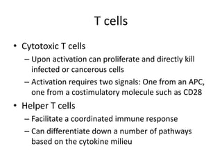 T cells
• Cytotoxic T cells
– Upon activation can proliferate and directly kill
infected or cancerous cells
– Activation requires two signals: One from an APC,
one from a costimulatory molecule such as CD28
• Helper T cells
– Facilitate a coordinated immune response
– Can differentiate down a number of pathways
based on the cytokine milieu
 