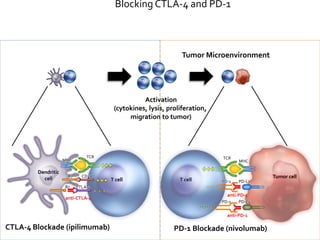 Blocking CTLA-4 and PD-1
T cell
Tumor cell
MHC
TCR
PD-L1PD-1
- - -
T cell
Dendritic
cell
MHC
TCR
CD28
B7 CTLA-4
- - -
Activation
(cytokines, lysis, proliferation,
migration to tumor)
B7
+++
+++
CTLA-4 Blockade (ipilimumab) PD-1 Blockade (nivolumab)
anti-CTLA-4
anti-PD-1
Tumor Microenvironment
+++
PD-L2PD-1
anti-PD-1
- - -
 