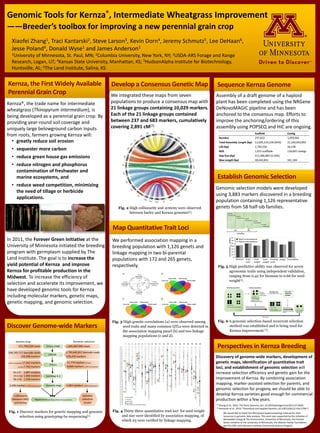 Genomic Tools for Kernza®, Intermediate Wheatgrass Improvement
——Breeder’s toolbox for improving a new perennial grain crop
Xiaofei Zhang1, Traci Kantarski2, Steve Larson3, Kevin Dorn4, Jeremy Schmutz5, Lee DeHaan6,
Jesse Poland4, Donald Wyse1 and James Anderson1
1University of Minnesota, St. Paul, MN; 2Columbia University, New York, NY; 3USDA-ARS Forage and Range
Research, Logan, UT; 4Kansas State University, Manhattan, KS; 5HudsonAlpha Institute for Biotechnology,
Huntsville, AL; 6The Land Institute, Salina, KS
• greatly reduce soil erosion
• sequester more carbon
• reduce green house gas emissions
• reduce nitrogen and phosphorus
contamination of freshwater and
marine ecosystems, and
• reduce weed competition, minimizing
the need of tillage or herbicide
applications.
Kernza, the First Widely Available
Perennial Grain Crop
In 2011, the Forever Green Initiative at the
University of Minnesota initiated the breeding
program with germplasm supplied by The
Land Institute. The goal is to increase the
yield potential of Kernza and improve
Kernza for profitable production in the
Midwest. To increase the efficiency of
selection and accelerate its improvement, we
have developed genomic tools for Kernza
including molecular markers, genetic maps,
genetic mapping, and genomic selection.
Discover Genome-wide Markers
Fig. 1 Discover markers for genetic mapping and genomic
selection using genotyping-by-sequencing[1].
Develop a Consensus Genetic Map
We integrated these maps from seven
populations to produce a consensus map with
21 linkage groups containing 10,029 markers.
Each of the 21 linkage groups contained
between 237 and 683 markers, cumulatively
covering 2,891 cM[2].
Fig. 2 High collinearity and synteny were observed
between barley and Kernza genomes[1].
We performed association mapping in a
breeding population with 1,126 genets and
linkage mapping in two bi-parental
populations with 172 and 265 genets,
respectively.
Map Quantitative Trait Loci
Fig. 3 High genetic correlations (a) were observed among
seed traits and many common QTLs were detected in
the association mapping panel (b) and two linkage
mapping populations (c and d).
Fig. 4 Thirty-three quantitative trait loci for seed weight
and size were identified by association mapping, of
which 23 were verified by linkage mapping.
Sequence Kernza Genome
Establish Genomic Selection
Kernza®, the trade name for intermediate
wheatgrass (Thinopyrum intermedium), is
being developed as a perennial grain crop. By
providing year-round soil coverage and
uniquely large belowground carbon inputs
from roots, farmers growing Kernza will:
Genomic selection models were developed
using 3,883 markers discovered in a breeding
population containing 1,126 representative
genets from 58 half-sib families.
Fig. 5 High predictive ability was observed for seven
agronomic traits using independent validation,
ranging from 0.42 for biomass to 0.66 for seed
weight[1].
Fig. 6 A genomic selection-based recurrent selection
method was established and is being used for
Kernza improvement [1].
Discovery of genome-wide markers, development of
genetic maps, identification of quantitative trait
loci, and establishment of genomic selection will
increase selection efficiency and genetic gain for the
improvement of Kernza. By combining association
mapping, marker-assisted selection for parents, and
genomic selection for progeny, we should be able to
develop Kernza varieties good enough for commercial
production within a few years.
[1] Zhang et al., 2016. The Plant Genome, doi: 10.3835/plantgenome2015.07.0059;
[2] Kantarski et al., 2016. Theoretical and Applied Genetics 10.1007/s00122-016-2799-7.
Assembly of a draft genome of a haploid
plant has been completed using the NRGene
DeNovoMAGIC pipeline and has been
anchored to the consensus map. Efforts to
improve the anchoring/ordering of this
assembly using POPSEQ and HiC are ongoing.
We would like to thank the Minnesota Supercomputing Institute for their
resources in genomic data analysis. This work was supported by the Initiative of
Renewable Energy & The Environment, University of Minnesota, the Forever
Green Initiative at the University of Minnesota, the Malone Family Foundation,
and the DOE Joint Genome Institute Community Science Program
Perspectives in Kernza Breeding
 