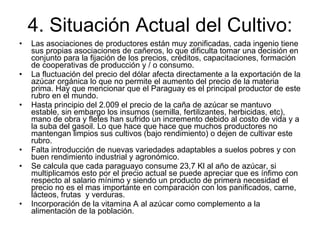 4. Situación Actual del Cultivo: Las asociaciones de productores están muy zonificadas, cada ingenio tiene sus propias asociaciones de cañeros, lo que dificulta tomar una decisión en conjunto para la fijación de los precios, créditos, capacitaciones, formación de cooperativas de producción y / o consumo. La fluctuación del precio del dólar afecta directamente a la exportación de la azúcar orgánica lo que no permite el aumento del precio de la materia prima. Hay que mencionar que el Paraguay es el principal productor de este rubro en el mundo. Hasta principio del 2.009 el precio de la caña de azúcar se mantuvo estable, sin embargo los insumos (semilla, fertilizantes, herbicidas, etc), mano de obra y fletes han sufrido un incremento debido al costo de vida y a la suba del gasoil. Lo que hace que hace que muchos productores no mantengan limpios sus cultivos (bajo rendimiento) o dejen de cultivar este rubro.  Falta introducción de nuevas variedades adaptables a suelos pobres y con buen rendimiento industrial y agronómico. Se calcula que cada paraguayo consume 23,7 Kl al año de azúcar, si multiplicamos esto por el precio actual se puede apreciar que es ínfimo con respecto al salario mínimo y siendo un producto de primera necesidad el precio no es el mas importante en comparación con los panificados, carne, lácteos, frutas  y verduras. Incorporación de la vitamina A al azúcar como complemento a la alimentación de la población. 