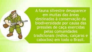 A fauna silvestre desaparece
em muitas das áreas
destinadas à conservação da
biodiversidade por causa das
pressões de caça exercidas
pelas comunidades
tradicionais (índios, caiçaras e
caboclos) em todo o Brasil.
 