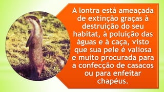 A lontra está ameaçada
de extinção graças à
destruição do seu
habitat, à poluição das
águas e à caça, visto
que sua pele é valiosa
e muito procurada para
a confecção de casacos
ou para enfeitar
chapéus.
 