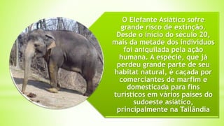 O Elefante Asiático sofre
grande risco de extinção.
Desde o início do século 20,
mais da metade dos indivíduos
foi aniquilada pela ação
humana. A espécie, que já
perdeu grande parte de seu
habitat natural, é caçada por
comerciantes de marfim e
domesticada para fins
turísticos em vários países do
sudoeste asiático,
principalmente na Tailândia
 