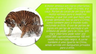 A maior ameaça aos tigres siberianos,
de acordo com o Tiger in Crisis, é a
caça. Partes do corpo de um tigre são
muito valiosas para a medicina
chinesa, o que faz com que haja uma
grande demanda não só para a China,
como também para o mundo tudo,
incluindo os EUA. O uso de partes de
tigres em perigo de extinção é um
símbolo de poder para os ricos. Um
tigre siberiano pode valer até
U$50.000 (aproximadamente 100 mil
reais) no mercado negro. A carne
também é uma iguaria na China,
sendo servida em banquetes privados
para a elite.
 