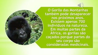 O Gorila das Montanhas
também pode desaparecer
nos próximos anos.
Existem apenas 700
indivíduos na natureza.
Em muitas partes da
África, os gorilas são
caçados porque partes do
seu corpo são
consideradas medicinais.
 