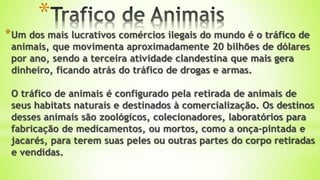 *
*Um dos mais lucrativos comércios ilegais do mundo é o tráfico de
animais, que movimenta aproximadamente 20 bilhões de dólares
por ano, sendo a terceira atividade clandestina que mais gera
dinheiro, ficando atrás do tráfico de drogas e armas.
O tráfico de animais é configurado pela retirada de animais de
seus habitats naturais e destinados à comercialização. Os destinos
desses animais são zoológicos, colecionadores, laboratórios para
fabricação de medicamentos, ou mortos, como a onça-pintada e
jacarés, para terem suas peles ou outras partes do corpo retiradas
e vendidas.
 