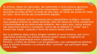 Os animais, depois de capturados, são submetidos a várias práticas agressivas
durante o transporte para os centros consumidores, o papagaio é sedado e
escondido em tubos de PVC no fundo de uma mala, as cobras são presas em meias
de nylon, vários animais são covardemente dopados.
O tráfico de animais contribui bastante para o desequilíbrio ecológico, havendo
uma mudança drástica na cadeia alimentar, além de reduzir de forma considerável
a biodiversidade de um determinado ambiente. Mas o que é pior, muitos animais
não sobrevivem durante o transporte, outros não se adaptam à “prisão” que o
homem lhes impõe, causando a morte da maioria desses animais.
Mas os problemas dessa prática atingem também os seres humanos, pois micro-
organismos presentes nos animais silvestres podem causar o surgimento de
doenças e sua disseminação entre a população.
Portanto, o tráfico de animais é um ato ganancioso, com consequências drásticas
para os animais silvestres e os animais ditos “racionais” que participam desse
crime à vida.
 