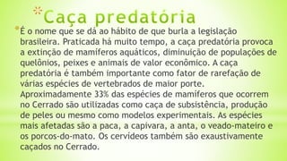 *É o nome que se dá ao hábito de que burla a legislação
brasileira. Praticada há muito tempo, a caça predatória provoca
a extinção de mamíferos aquáticos, diminuição de populações de
quelônios, peixes e animais de valor econômico. A caça
predatória é também importante como fator de rarefação de
várias espécies de vertebrados de maior porte.
Aproximadamente 33% das espécies de mamíferos que ocorrem
no Cerrado são utilizadas como caça de subsistência, produção
de peles ou mesmo como modelos experimentais. As espécies
mais afetadas são a paca, a capivara, a anta, o veado-mateiro e
os porcos-do-mato. Os cervídeos também são exaustivamente
caçados no Cerrado.
 