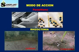 PULGÓN AMARILLO DE LA
CAÑA DE AZÚCAR Sipha flava
• Daño económico (Puerto Rico)
• 1988: 4500 ha aplicadas con
insecticida
...