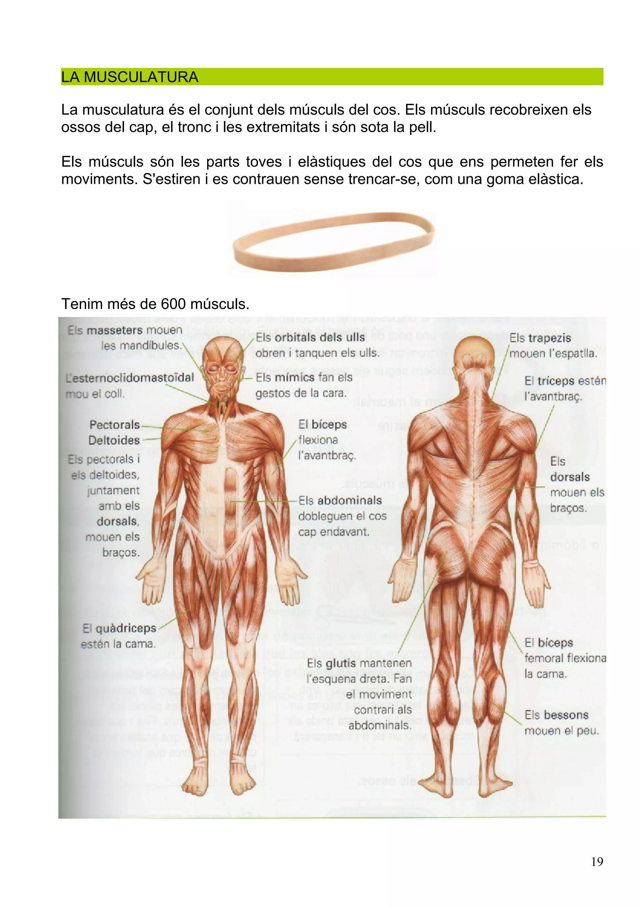 Caaco Caaco dos 1213_mt061_r1_aparell_locomotor | PDF