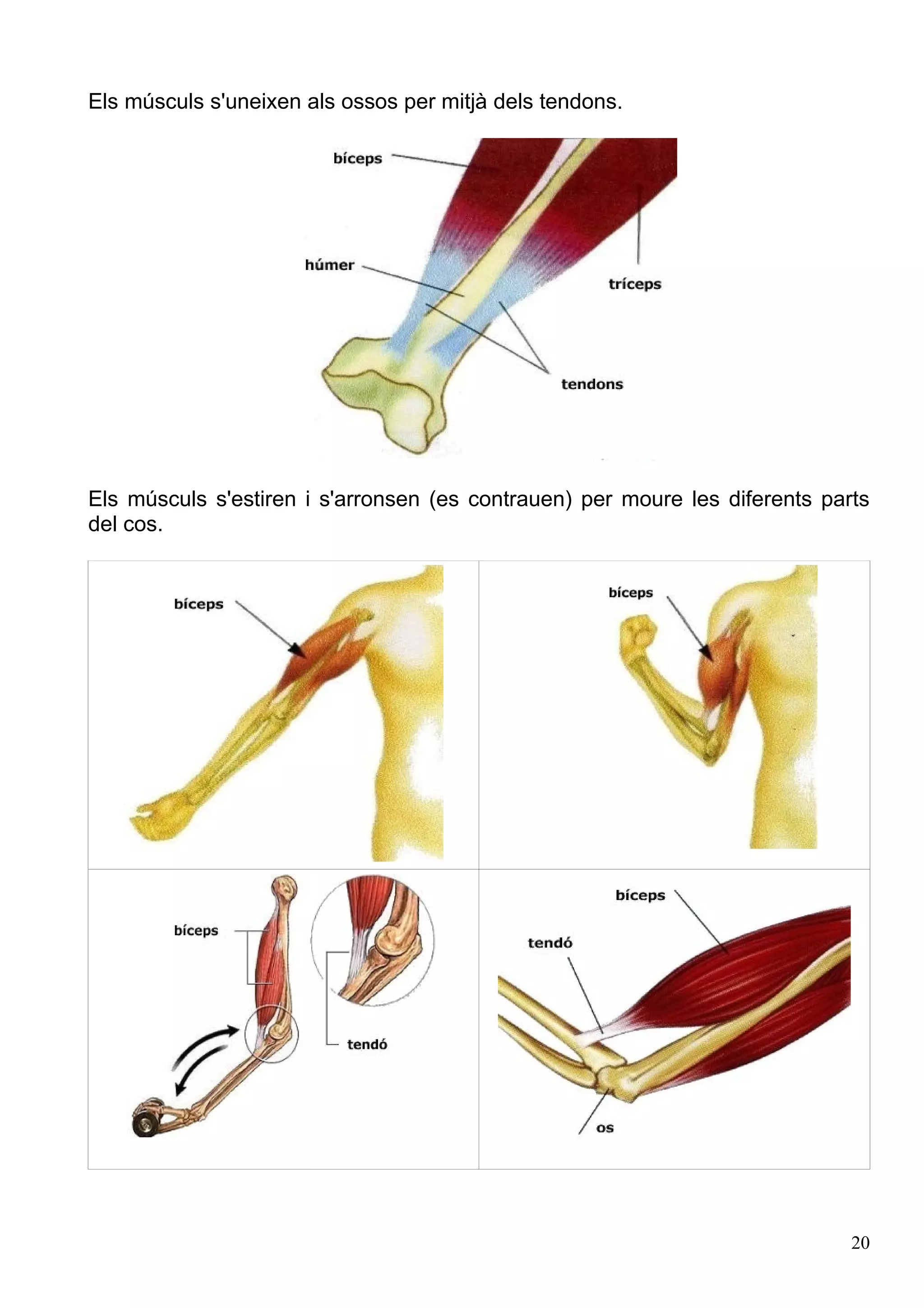 Caaco Caaco dos 1213_mt061_r1_aparell_locomotor | PDF
