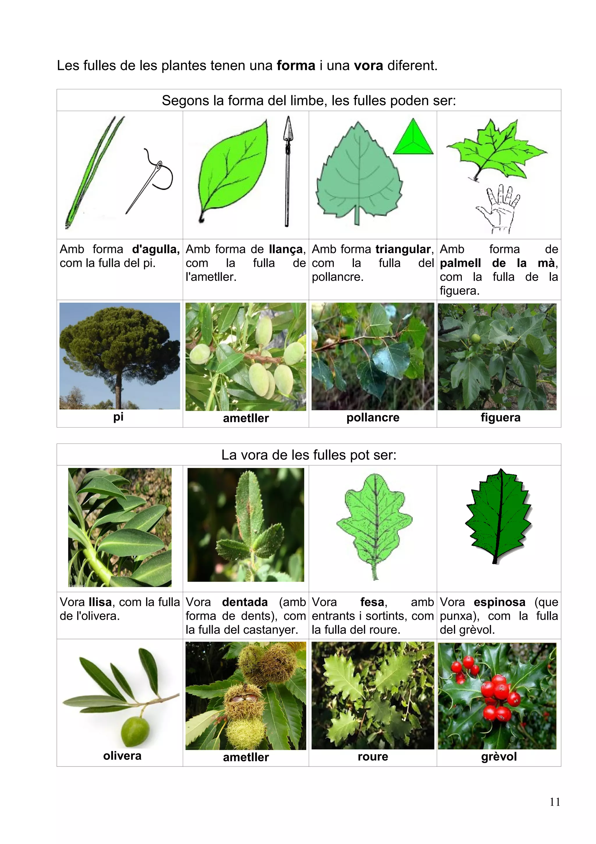 Caaco Caaco dos 1213_mt062_r1_plantes | PDF
