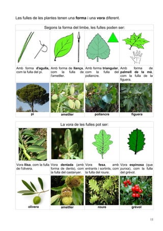 Les fulles de les plantes tenen una forma i una vora diferent.

                  Segons la forma del limbe, les fulles poden ser:




Amb forma d'agulla, Amb forma de llança, Amb forma triangular, Amb      forma  de
com la fulla del pi. com la fulla de com la fulla del palmell de la mà,
                     l'ametller.         pollancre.            com la fulla de la
                                                               figuera.




         pi                  ametller               pollancre               figuera


                             La vora de les fulles pot ser:




Vora llisa, com la fulla Vora dentada (amb Vora             fesa,    amb Vora espinosa (que
de l'olivera.            forma de dents), com entrants i sortints, com punxa), com la fulla
                         la fulla del castanyer. la fulla del roure.     del grèvol.




       olivera               ametller                 roure                 grèvol


                                                                                         11
 