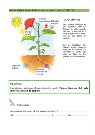 LES PLANTES ELABOREN EL SEU ALIMENT: LA FOTOSÍNTESI



                                                                                   LA FOTOSÍNTESI

                                                                                  Les plantes fabriquen el
                                                                                  seu aliment a partir de
                                                                                  l'aigua i les sals minerals
                                                                                  del terra, la llum del Sol i
                                                                                  un gas que està a l'aire,
                                                                                  que es diu diòxid de
                                                                                  carboni.


                                                                                  En la fotosíntesi, les
                                                                                  plantes agafen l'energia
                                                                                  solar per la clorofil·la. La
                                                                                  clorofil·la és verda, per
                                                                                  això les fulles de les
                                                                                  plantes també són verdes.




 RECORDA:
 Les plantes fabriquen el seu aliment a partir d'aigua, llum del Sol, sals
 minerals i diòxid de carboni.




          8- Completa:

Les plantes fabriquen el seu aliment a partir d'........................., .....................
del .................., ............... ........................ i ....................... de ...........................




                                                                                                                        13
 