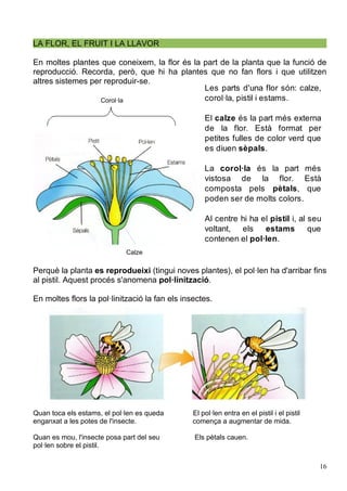 LA FLOR, EL FRUIT I LA LLAVOR

En moltes plantes que coneixem, la flor és la part de la planta que la funció de
reproducció. Recorda, però, que hi ha plantes que no fan flors i que utilitzen
altres sistemes per reproduir-se.
                                              Les parts d'una flor són: calze,
                   Corol·la                   corol·la, pistil i estams.

                                                    El calze és la part més externa
                                                    de la flor. Està format per
                                                    petites fulles de color verd que
                                                    es diuen sèpals.

                                                    La corol·la és la part més
                                                    vistosa de la flor. Està
                                                    composta pels pètals, que
                                                    poden ser de molts colors.

                                                    Al centre hi ha el pistil i, al seu
                                                    voltant, els     estams         que
                                                    contenen el pol·len.
                             Calze

Perquè la planta es reprodueixi (tingui noves plantes), el pol·len ha d'arribar fins
al pistil. Aquest procés s'anomena pol·linització.

En moltes flors la pol·linització la fan els insectes.




Quan toca els estams, el pol·len es queda       El pol·len entra en el pistil i el pistil
enganxat a les potes de l'insecte.              comença a augmentar de mida.

Quan es mou, l'insecte posa part del seu        Els pètals cauen.
pol·len sobre el pistil.


                                                                                            16
 