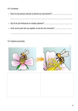 12- Contesta:

– Què ha de passar perquè la planta es reprodueixi? ......................................

   .........................................................................................................................

– Qui fa la pol·linització en moltes plantes? ......................................................

– Amb quina part del cos agafen el pol·len els insectes? .................................

   ........................................................................................................................



13- Explica el procés:




                                                                                                                              18
 