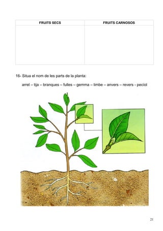 FRUITS SECS                          FRUITS CARNOSOS




16- Situa el nom de les parts de la planta:

   arrel – tija – branques – fulles – gemma – limbe – anvers – revers - pecíol




                                                                                 21
 