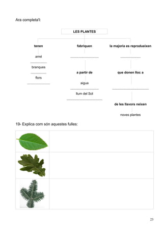 Ara completa'l:


                                         LES PLANTES



             tenen                           fabriquen                      la majoria es reprodueixen


              arrel                   ...............................                 ......................
         ..................
          branques
         .................                  a partir de                           que donen lloc a
               flors
      .........................                  aigua
                                      ...............................        ........................................
                                            llum del Sol
                                  .......................................
                                                                               de les llavors neixen


                                                                                     noves plantes

19- Explica com són aquestes fulles:




                                                                                                                        23
 