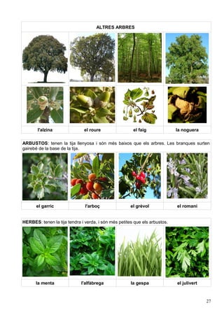 ALTRES ARBRES




       l'alzina                el roure                el faig              la noguera

ARBUSTOS: tenen la tija llenyosa i són més baixos que els arbres. Les branques surten
gairebé de la base de la tija.




      el garric                l'arboç                el grèvol             el romaní


HERBES: tenen la tija tendra i verda, i són més petites que els arbustos.




      la menta               l'alfàbrega              la gespa              el julivert


                                                                                          27
 