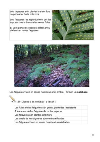 Les falgueres són plantes sense flors i
no poden fer fruits ni llavors.

Les falgueres es reprodueixen per les
espores que hi ha sota les seves fulles.

El vent porta les espores pertot arreu i
així neixen noves falgueres.




Les falgueres viuen en zones humides i amb ombra, i formen un sotabosc.



       27- Digues si és veritat (V) o fals (F):

    Les fulles de les falgueres són grans, gruixudes i resistents
    A les arrels de les falgueres hi ha les espores
    Les falgueres són plantes amb flors
    Les arrels de les falgueres són molt ramificades
    Les falgueres viuen en zones humides i assolellades




                                                                          30
 