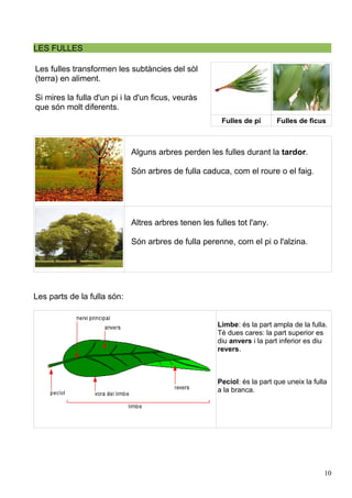 LES FULLES
Les fulles transformen les subtàncies del sòl
(terra) en aliment.
Si mires la fulla d'un pi i la d'un ficus, veuràs
que són molt diferents.
Fulles de pi Fulles de ficus
Alguns arbres perden les fulles durant la tardor.
Són arbres de fulla caduca, com el roure o el faig.
Altres arbres tenen les fulles tot l'any.
Són arbres de fulla perenne, com el pi o l'alzina.
Les parts de la fulla són:
Limbe: és la part ampla de la fulla.
Té dues cares: la part superior es
diu anvers i la part inferior es diu
revers.
Pecíol: és la part que uneix la fulla
a la branca.
10
 