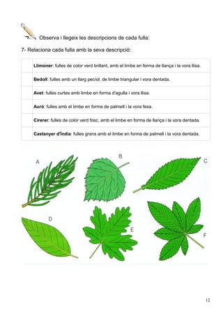 Observa i llegeix les descripcions de cada fulla:
7- Relaciona cada fulla amb la seva descripció:
Llimoner: fulles de color verd brillant, amb el limbe en forma de llança i la vora llisa.
Bedoll: fulles amb un llarg pecíol, de limbe triangular i vora dentada.
Avet: fulles curtes amb limbe en forma d'agulla i vora llisa.
Auró: fulles amb el limbe en forma de palmell i la vora fesa.
Cirerer: fulles de color verd fosc, amb el limbe en forma de llança i la vora dentada.
Castanyer d'Índia: fulles grans amb el limbe en forma de palmell i la vora dentada.
12
 