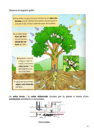 Observa el següent gràfic:
La saba bruta i la saba elaborada circulen per la planta a través d'uns
conductes semblants a canonades.
Canonades
14
 